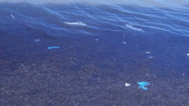 Bolsas de plástico en el mar con algas en el agua en la playa . — Vídeos de Stock