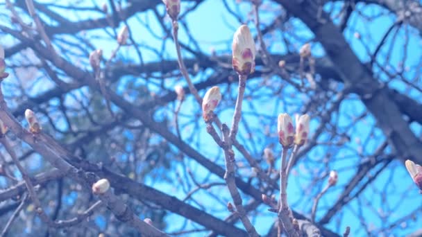 Piękna gałąź z pąkami kasztanowca wczesną wiosną na tle błękitnego nieba. — Wideo stockowe
