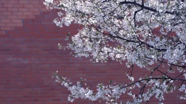 Boomtakken bedekt met kleine witte bloemen op rode bakstenen muur achtergrond. — Stockvideo