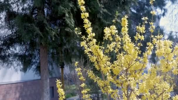Forsythie mit schönen gelben Blüten im Stadtpark auf dem Hintergrund des Thuja-Baumes. — Stockvideo