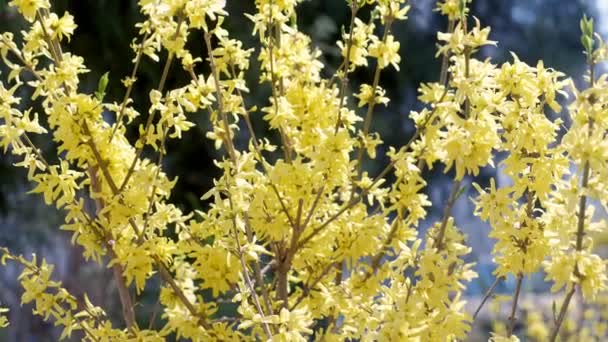 Forsythia gyönyörű sárga virágok a városi parkban, Vértes kilátás. — Stock videók