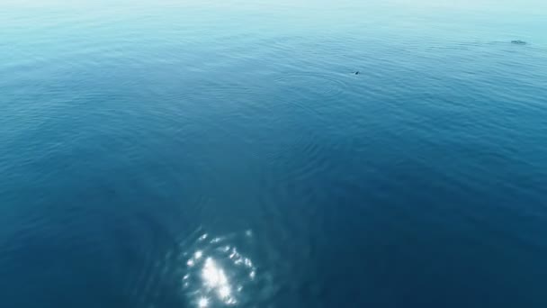 Fondo marino con delfines, volando sobre el agua turquesa en un mar tranquilo . — Vídeos de Stock