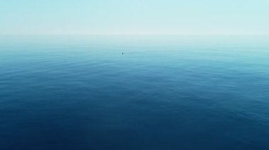 Açık denizde yüzen yunuslar ile deniz arka plan, turkuaz sakin su üzerinde uçan. Seyahat konsepti.