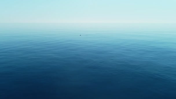 Mořské pozadí s delfíny plaveckým na otevřeném moři, plující přes tyrkysovou klidnou vodu. Koncepce cestování. — Stock video