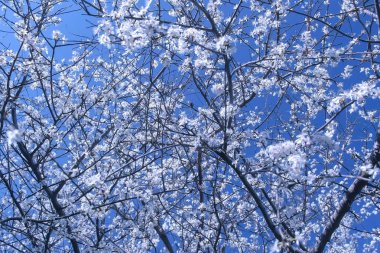 Gökyüzü arka plan karşı küçük beyaz çiçekler ile ağaç dalları Lots.