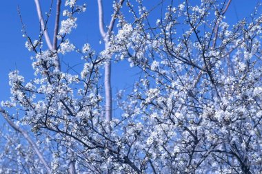 Gökyüzü arka plan karşı küçük beyaz çiçekler ile ağaç dalları.