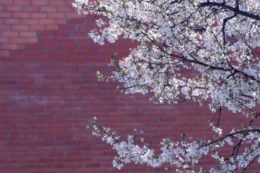 Kırmızı tuğla duvar arka planda küçük beyaz çiçeklerle kaplı ağaç dalları.
