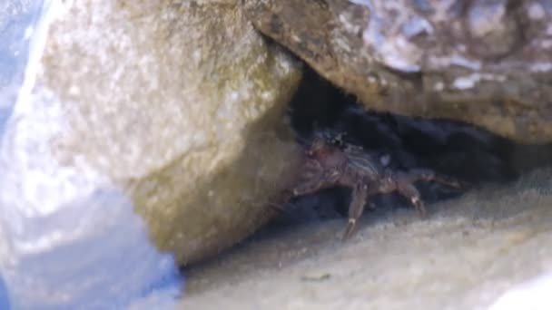 Zee krab verbergt onderwater onder stenen. — Stockvideo