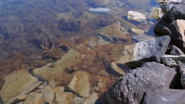 Stenstrand med ljusbrun och grön tång på havsbotten i genomskinligt vatten. — Stockvideo