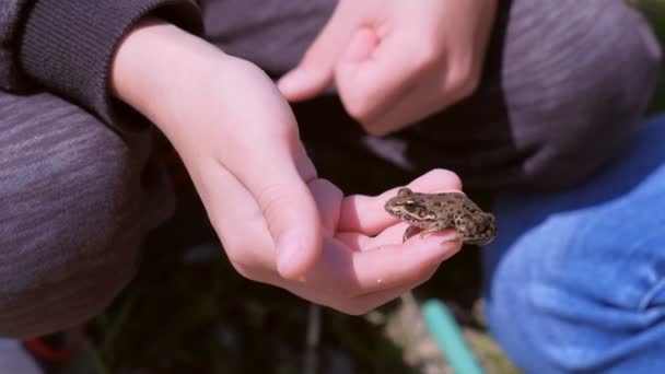 Chlapec drží v rukou malou žábu a dotkne se ho, ruce se Šatí. — Stock video