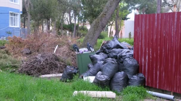 Bolsas de basura negras cerca de la cerca de la casa privada y un bote de basura volcado . — Vídeos de Stock