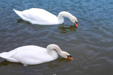 Güzel beyaz kuğular suda yüzen ile nehir.