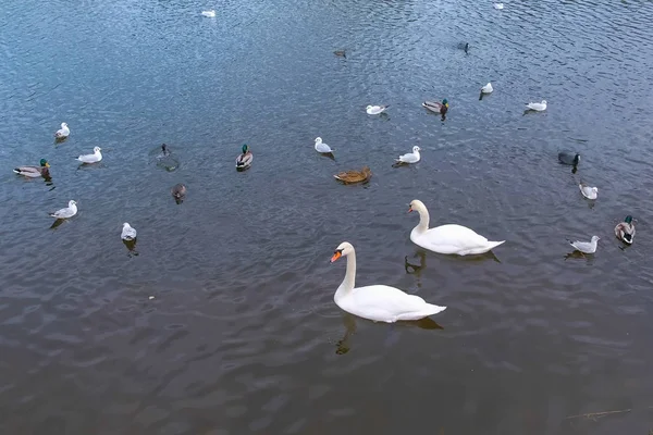 Río con hermosos cisnes blancos y patos en el agua . —  Fotos de Stock