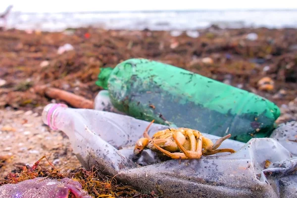 Plastic bottles, died crabs and other debris among the seaweed on the sandy seashore. — Stock Photo, Image