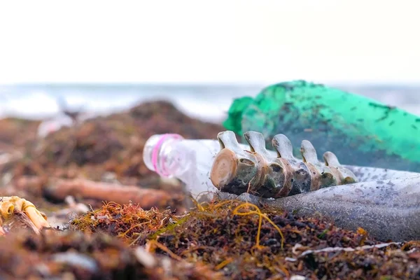 风暴过后, 在沙质海滨的海藻中, 塑料瓶、死蟹、动物遗骸和其他杂物. — 图库照片
