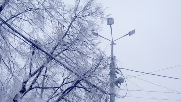 Світлова лампа та лінія електропередач на тлі засніжених дерев взимку . — стокове відео