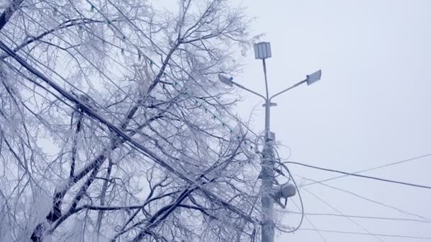 Uliční lampa lampa a napájecí vedení na pozadí zasněžené stromy v zimě. — Stock video