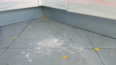 Mutfak zeminini fırçasız gri fayansla vakumlayan kadın, sadece elektrikli süpürge borusu. Mısır gevreği ve yere serpişne unu savuruyor. Yakın çekim görünüm.