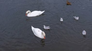 Suda kuğu ve ördekolan nehir. Suda ekmek yiyin.