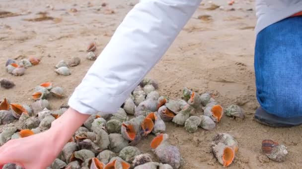 Kvinnans hand tar skal av rapan på sand strand. — Stockvideo