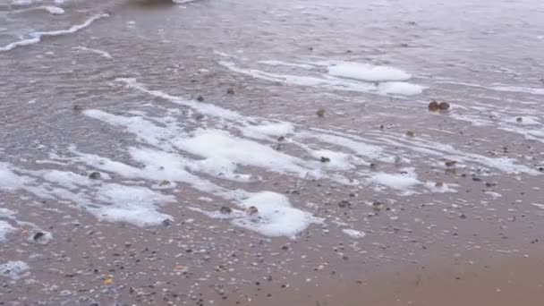 Ondas marinhas fortes na costa arenosa. Conchas de rapan na areia . — Vídeo de Stock