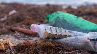 Plastik şişeler öldü, kasık biti, hayvan kalıntıları ve diğer enkaz arasında fırtına sonra kumlu sahil üzerinde deniz yosunu.
