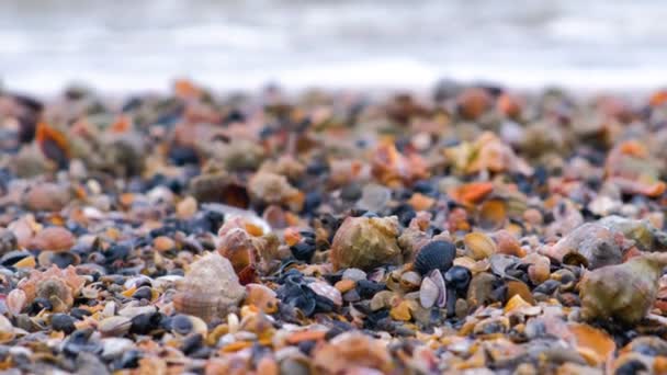 Many beautiful shells of rapan on the sand on the black sea coast. Close-up view with sea waves. — Stock Video