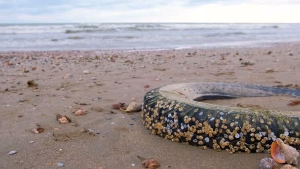 Neumático de coche arrojado por las olas en la orilla arenosa durante una tormenta. Neumático cubierto de conchas marinas . — Vídeo de stock