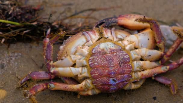 Grote krab ligt op zijn rug op nat zand op een zee strand. — Stockvideo