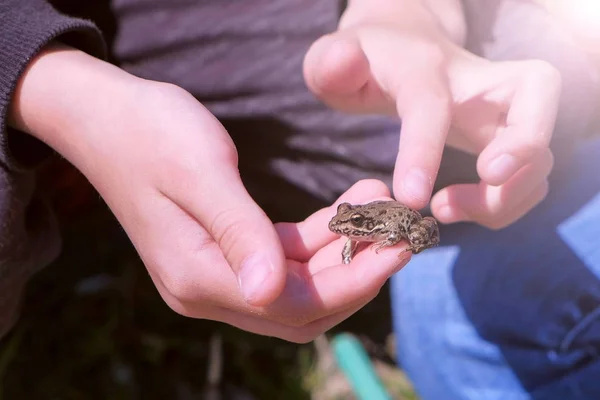 Boy holds in hands catching little frog and touches it back, hands closeup.