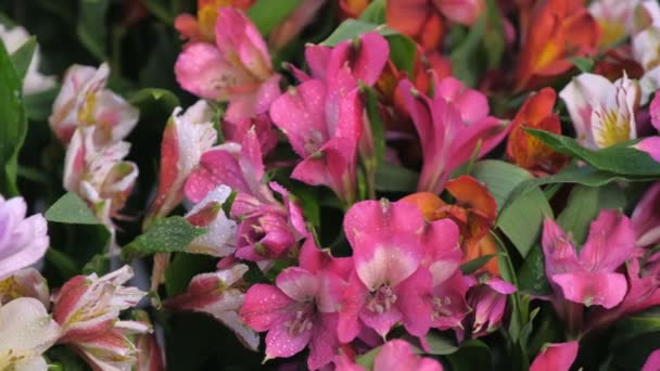 Čerstvé krásné azalka květy s kapkami na vodu, prodej v zobrazení zaostřená v květinářství. — Stock video