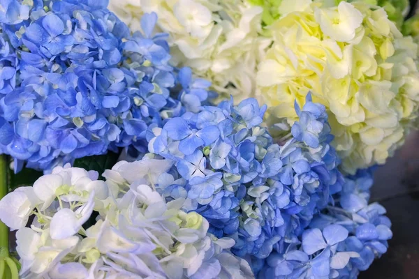 Kwiaciarnia kobieta sprawia, że kilka kwiatów hortensji w sklepie do sprzedaży, kwiaty zbliżenie. — Zdjęcie stockowe