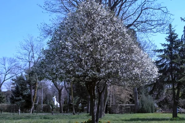 Big cherry tree covered with small white flowers in city park.