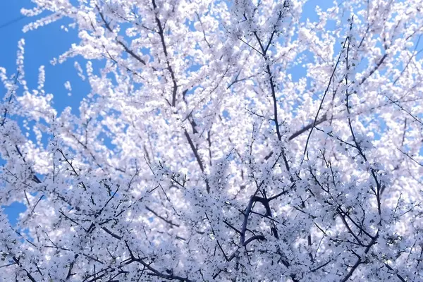 Küçük beyaz çiçeklerile ağaç dalları Lots.