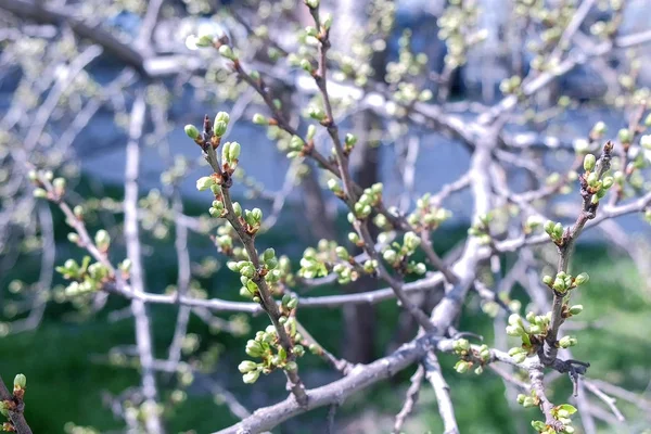 Ramita de árbol de primavera que despierta las hojas de los brotes . — Foto de Stock