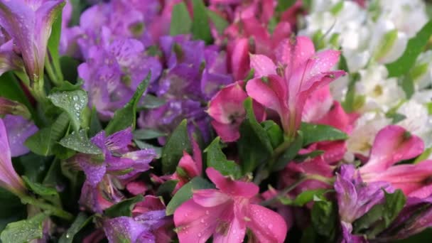 Flores frescas de azalea con gotas de agua, venta en tienda de flores vista de cerca . — Vídeo de stock