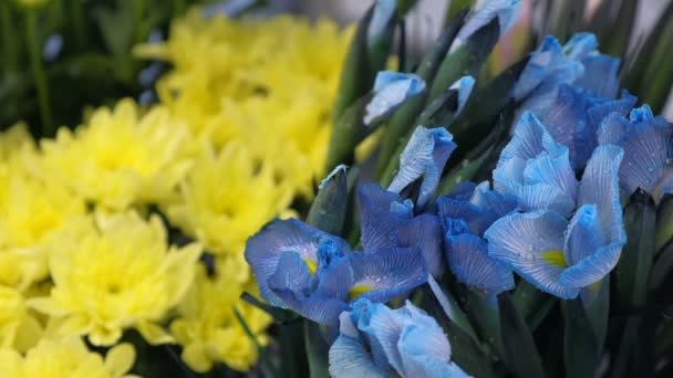 Blauwe verbazingwekkende bloemen Iris met water druppels in bloemenwinkel te koop, close-up weergeven. — Stockvideo