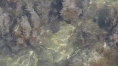 Sığ şeffaf deniz suyunda yosun, taş ve kum.