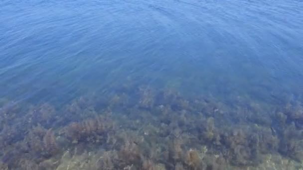 Korallrev med tång under vattnet vid havsbotten på grunt. — Stockvideo