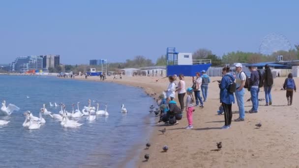 Anapa, Rosja, 26-04-2019: ludzie karmią białe łabędzie na morzu na piaszczystej plaży. — Wideo stockowe