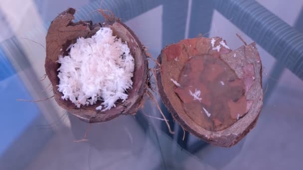 Zelfgemaakte gezichtsmasker van verse kokos schaafsel in kokosnoot shell. — Stockvideo