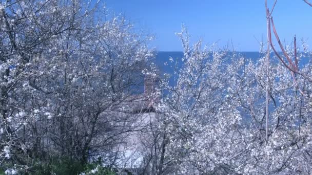 Hermosas ramas de árbol con pequeñas flores blancas en el mar y el fondo del cielo . — Vídeos de Stock