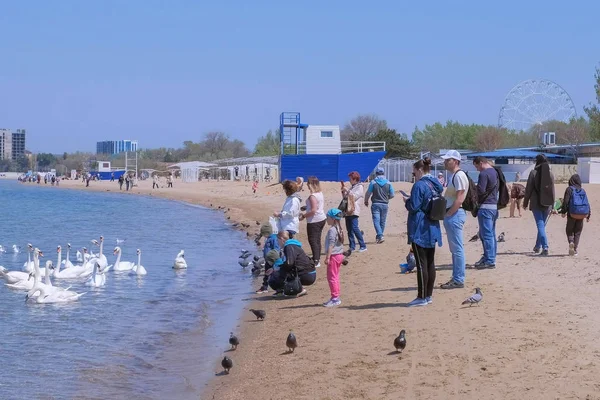Anapa, Rusia, 26-04-2019: Orang-orang memberi makan angsa putih di laut di pantai pasir . — Stok Foto