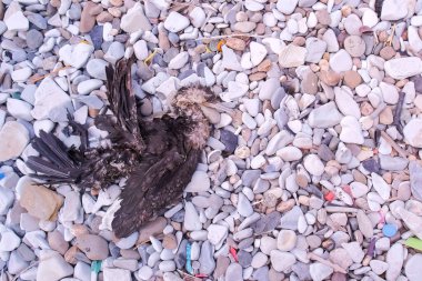 Yaban hayatı, taşların üstünde ölü kuşla deniz çakıl taşlarının arasındaki çöplerin arasında..