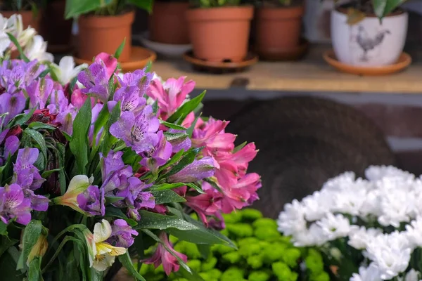 Świeże Azalia i kwiaty w doniczkach na półce na sprzedaż w kwiaciarni, widok zbliżenie. — Zdjęcie stockowe