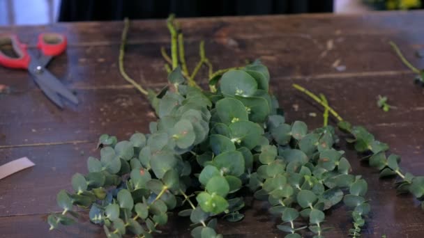 Mujer florista prepara ramas de eucalipto para ramo en floristería, primer plano . — Vídeo de stock