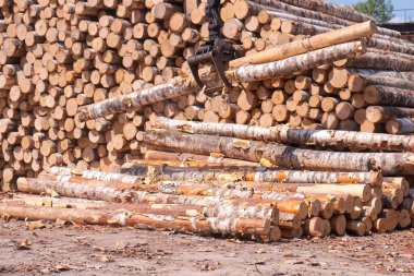 Kazıcı kereste işleme tesisinde odun yığınından odun çıkartıyor. Otomatik makine ekipmanları üretim hattında. Tahta ürünlerin endüstriyel üretimi, kereste fabrikasının kereste üretimi.