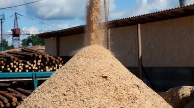 Tahta talaşı, doğrama makinesinden ahşap fabrikasındaki hurda yığınına dökülüyor. Kereste işleme ve marangozluk endüstrisi. Saw-mill 'de kıymık kesme işlemi devam ediyor..