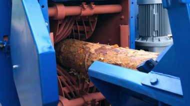 Ahşap çıkarma makinesi ahşap fabrikasının ham kütüğünden ağaç kabuğunu kaldırıyor. Kereste imalatında taşıma hattının bir parçası. Ahşap üretiminde mühendislik teknolojisi. Bıçkıhane fabrikasında modern ekipman.