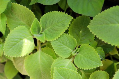 Coleus amboinicus ya da Tayland 'da yetişen Meksika nanesi ağacını kapatın. Kübalı kekik, kızılderili beresi, Meksika kekiği ya da İspanyol kekik..